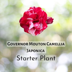 1 pcs of Governor Mouton Camellia Japonica – 4L Starter Plant