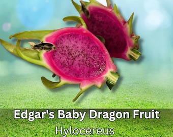 1 pcs Edgar's Baby Dragon Fruit Live Plant Plug 4-8 Inch Hylocereus Rare Sweet Tropical Cactus Starter Edible Fruit