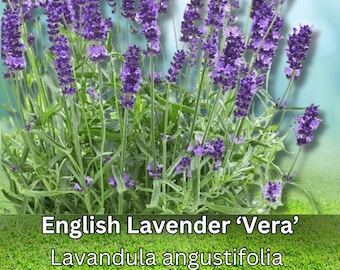 200+ Lavender Vera Seeds English Heirloom Non GMO Fragrant Herb