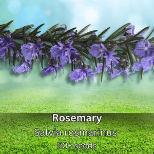 May include: Close-up of rosemary sprigs with vibrant purple flowers and green leaves. The image features the text "Rosemary, Salvia rosmarinus, 50+ seeds" against a blurred background of green grass and a blue sky.