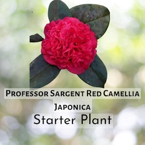 1 pcs of Professor Sargent Red Camellia Japonica – 4L Starter Plant