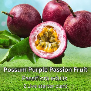2 Possum Purple Passion Fruit Plants Live Passiflora edulis Starter Vines Sweet Tropical Edible Fruit