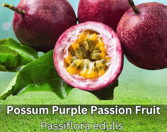 2 Possum Purple Passion Fruit Plants Live Passiflora edulis Starter Vines Sweet Tropical Edible Fruit