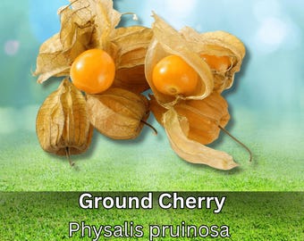 50 Ground Cherry Seeds Heirloom Physalis Non GMO Sweet Edible Fruit Golden Berry