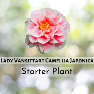 1 pcs of Lady Vansittart Camellia Japonica – 4L Starter Plant