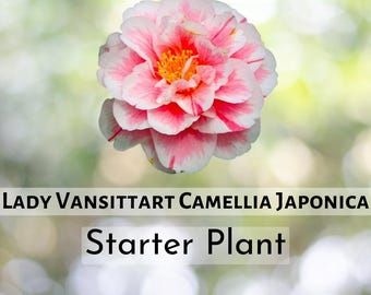 Camella japonca ‘Dakagura’ | Whte plants, Starter plants, Fragrant plant Camella japonca ‘Dakagura’ | Whte plants, Starter plants, Fragrant plant
