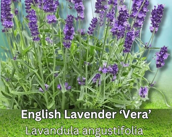200+ Lavender Seeds Vera English Heirloom Non GMO Fragrant Herb