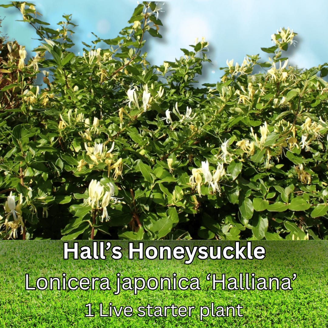 Lonicera J Halliana