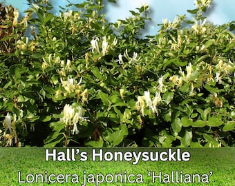 firethorn plants Pyracantha coccinea c.s. (Scarlet Firethorn) 4 Grams ~1400 Seeds main image 1