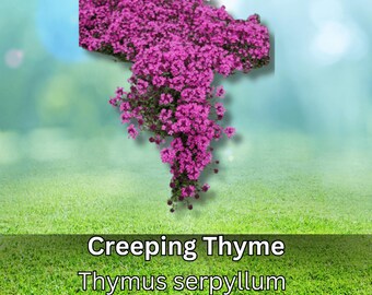 100 Creeping Thyme Seeds Ground Cover Pink Purple Flowers Perennial Herb Fragrant