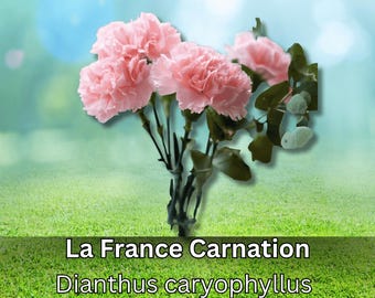 30+ La France Carnation Seeds Heirloom Dianthus Caryophyllus Non GMO Fragrant Blooms