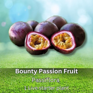 1 pcs Bounty Passion Fruit Live Plant Starter Passiflora Sweet Tropical Vine Edible Fruit Unique Flowers