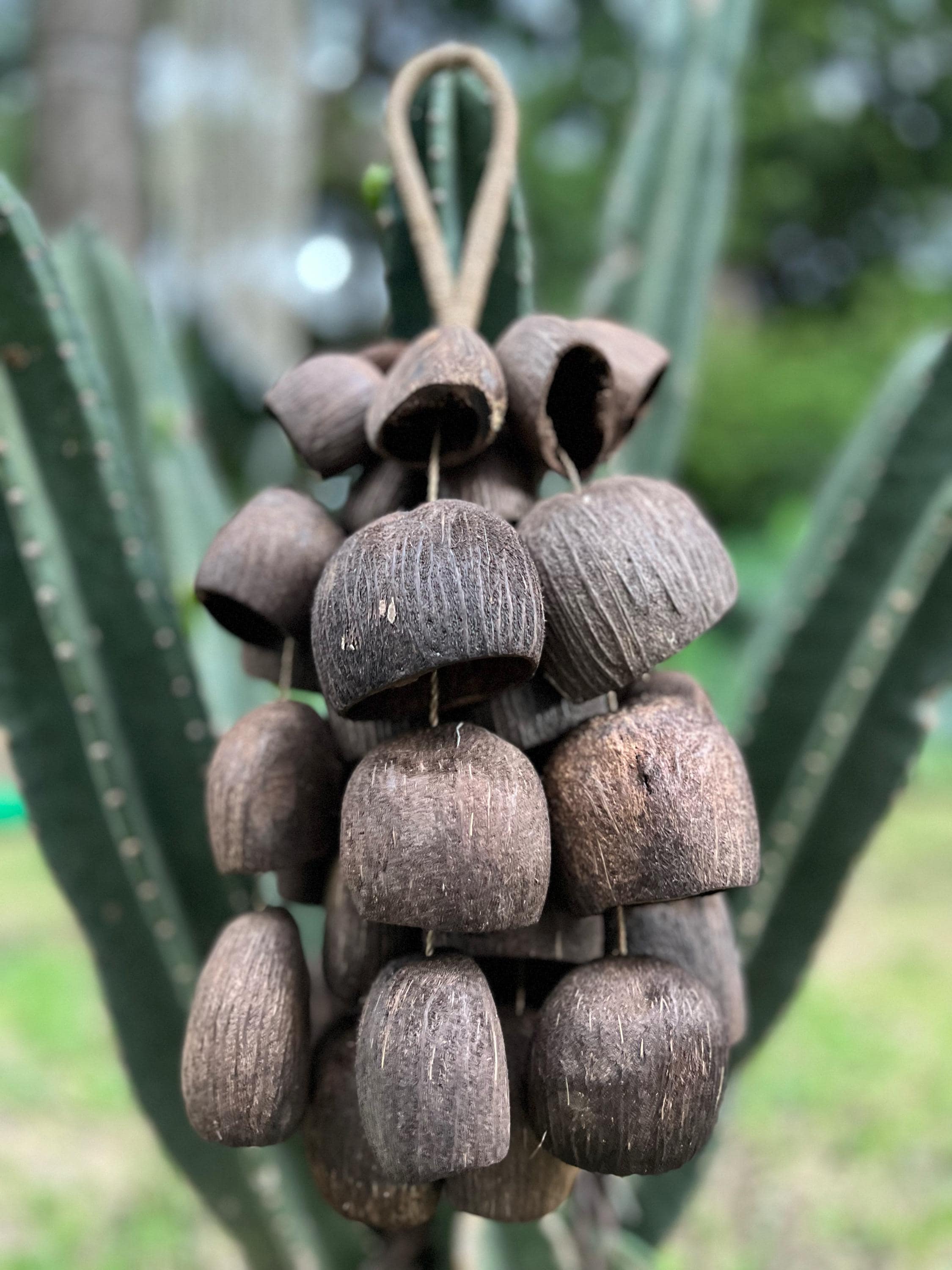 Garifuna Shell Rattles Salin,fruit Shell Bell,natural Handmade Rattles,sound Healing ...