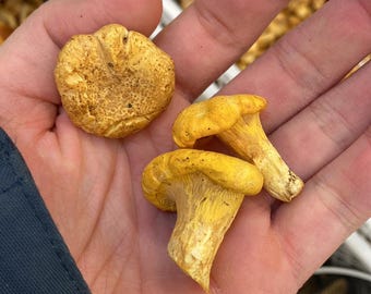 Frische Pfifferlinge im Korb | Premium Waldpilze | Naturprodukt