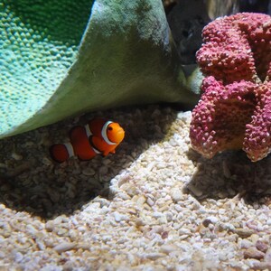 clownfish Image file