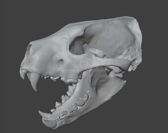 Czaszka Eomellivora piveteaui - LOW POLY STL do druku 3D