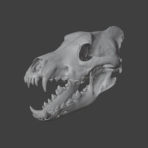 Dire wolf Skull 3D Model (Canis dirus) - LOW POLY STL for 3D Printing