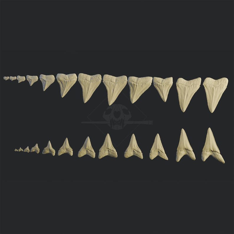 Great White Shark 3D Teeth Set (carcharodon Carcharias) - Museum ...