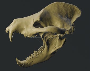 Amphicyon ingens Schädel 3D-Modell - Museum Qualität hochauflösende STL für 3D-Druck