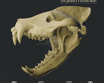 Megistotherium osteothlastes Skull - High-Resolution STL for 3D Printing