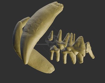 Talara Jaguarzähne 3D Model - STL für 3D Druck
