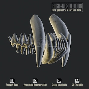 Op de afbeelding: Een 3D-model van een sabeltandkatkaak met prominente langwerpige hoektanden en een rij scherpe kiezen. De afbeelding bevat de tekst HIGH-RESOLUTION fine geometry & surface detail, Research-Based, Anatomical Reconstruction, Digital Downloads en 3D Printable.