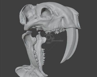 Thylacosmilus lentis Skalle 3D-modell - LÅG POLY STL för 3D-utskrift