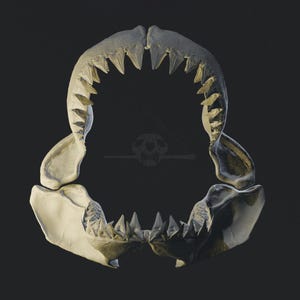 Model szczęki żarłacza białego (Carcharodon carcharias) w 3D – wysokiej jakości płyta PLY o wysokiej rozdzielczości do druku 3D