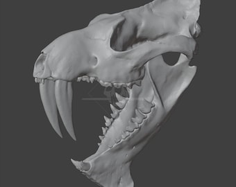 Anachlysictis gracilis Skull - LOW POLY STL for 3D Printing