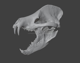 Amphicyon ingens Skull - LOW POLY STL do druku 3D