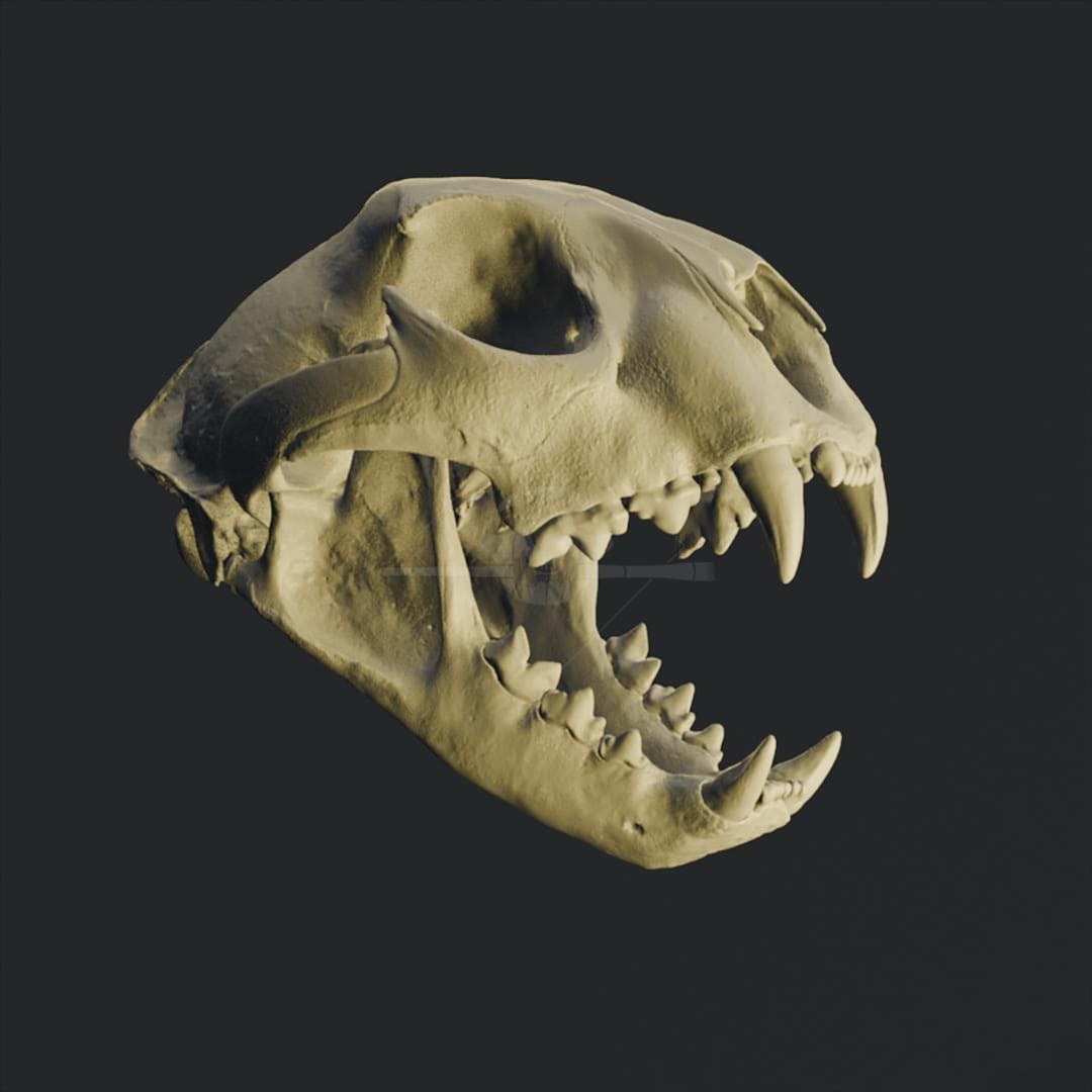 American Cheetah Skull 3D Model (miracinonyx Trumani) - STL for 3D
