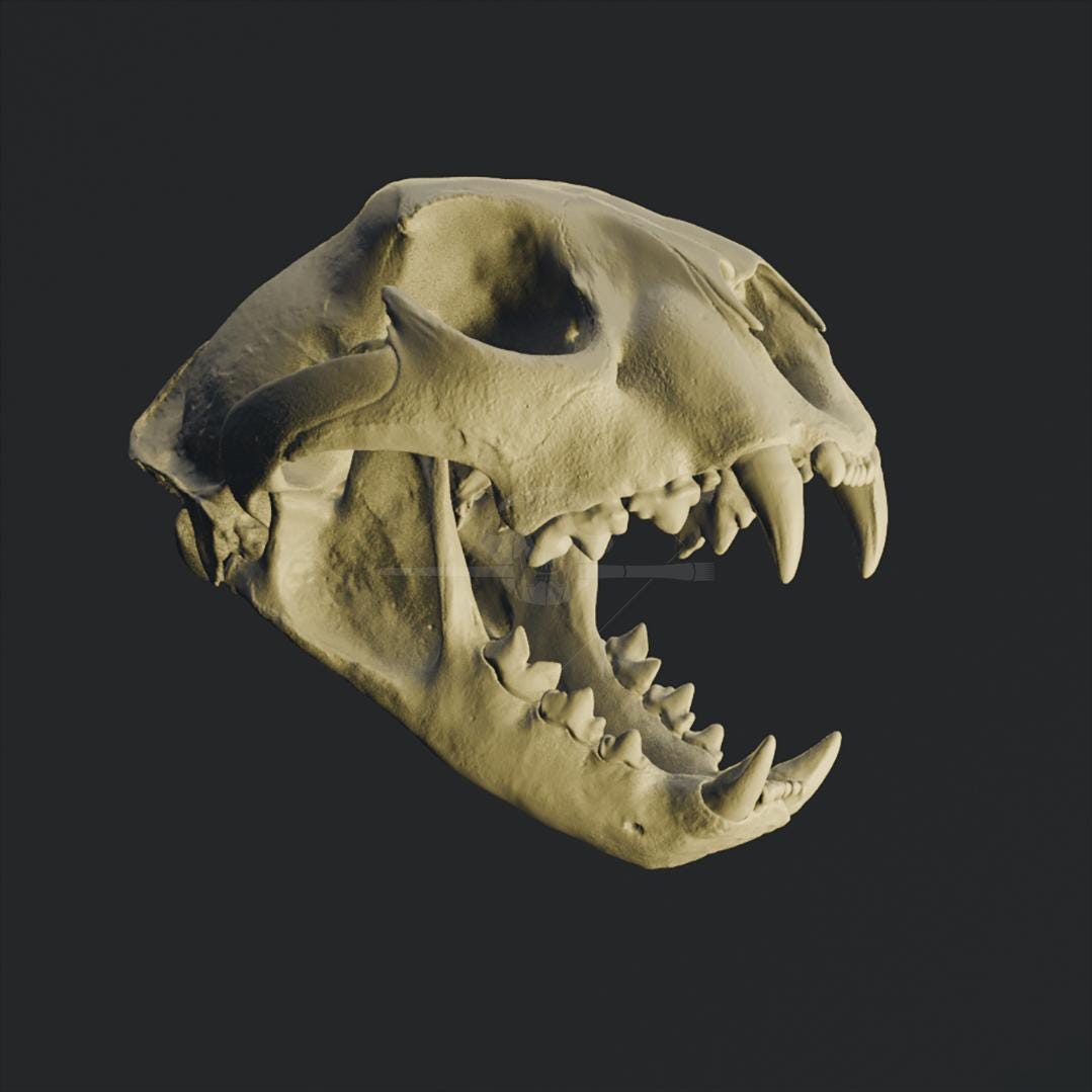 American Cheetah Skull 3D Model (miracinonyx Trumani) - STL for 3D