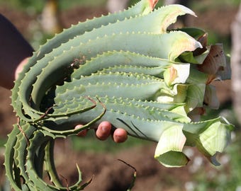 Siciliaanse Aloë Arborescens Bladeren | 100% Bio | Vers Geoogst bij Zonsopgang | Voor Natuurlijk Gebruik | Biologisch Product Sicilië |