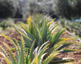Feuilles d'Aloe Vera Biologiques | Aloe Barbadensis Frais de Sicile | Produit Bio Sicile | TeoNatura
