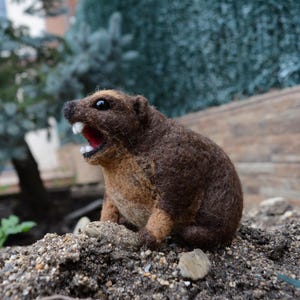 Dummes Klippschliefer AWAWA, maßgeschneidertes Miniatur-Tier-Meme. Wütender Awawa. Brauch