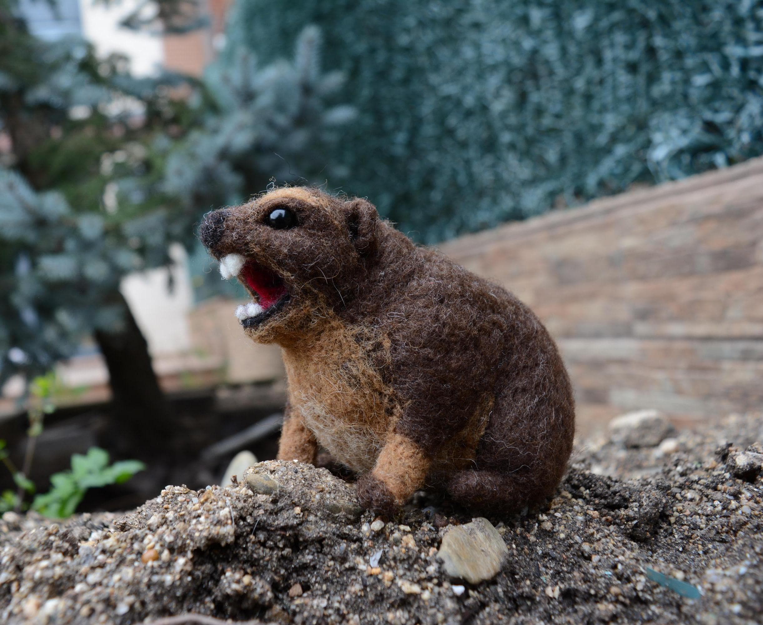 Custom Hyrax AWAWA animal meme. Angry hyrax screaming awawa. Made to order.