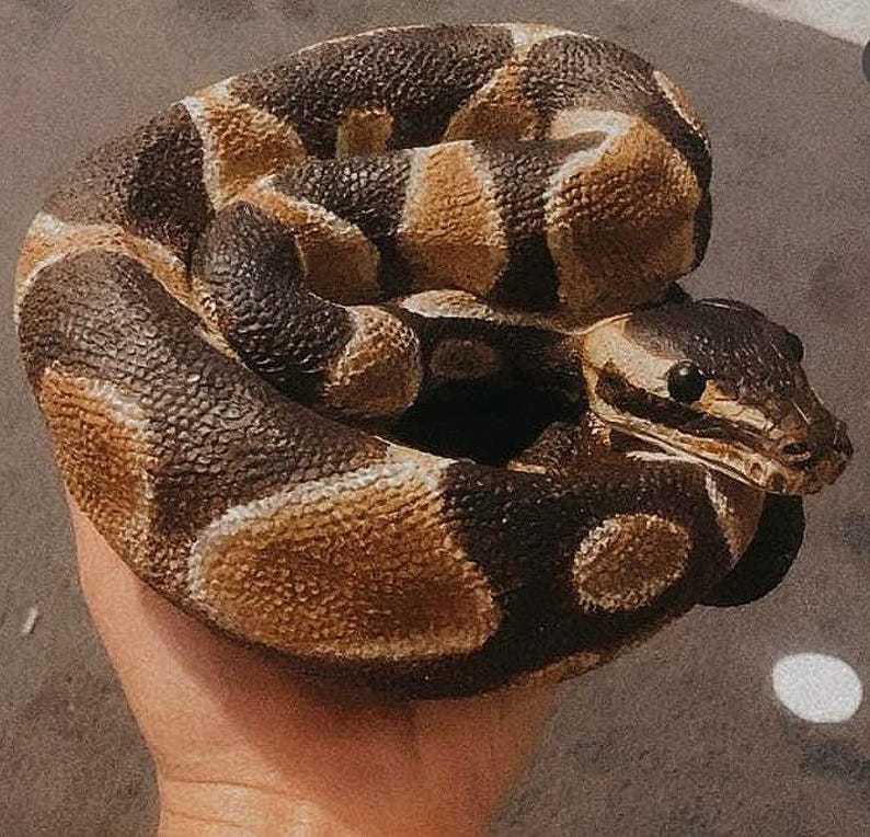 Python Snake Customisable Life Like Concrete Statue - Etsy