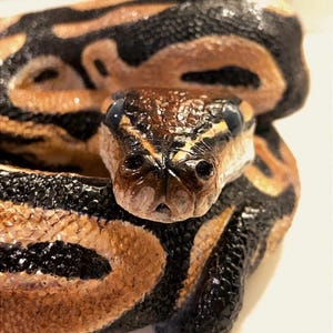 Custom Painted Python Statue - Hand-Cast Concrete Serpent, Garden Art image 5