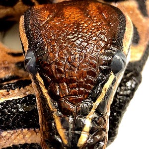 Custom Painted Python Statue - Hand-Cast Concrete Serpent, Garden Art image 7