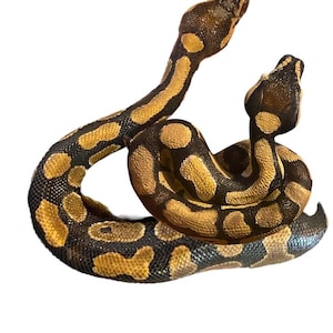 Python custom snake statue for outdoors or indoors image 3