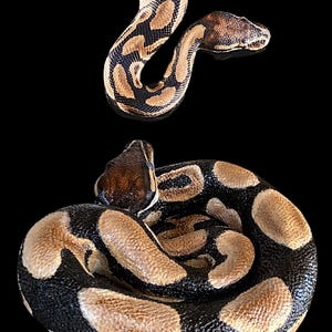 Custom Painted Python Statue - Hand-Cast Concrete Serpent, Garden Art image 3