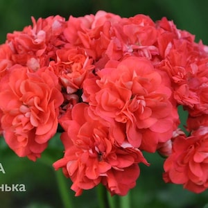 Pelargonium Lia Darling - Rare Flowering Plant, Easy to Grow, Potted Geranium, Houseplant, Outdoor & Indoor Plant