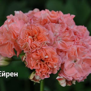 May include: A cluster of salmon-pink geranium flowers with densely ruffled petals and a rounded shape. The text "ЛіА Ейрен" is printed in white in the lower left corner of the image, set against a dark, out-of-focus green foliage background.