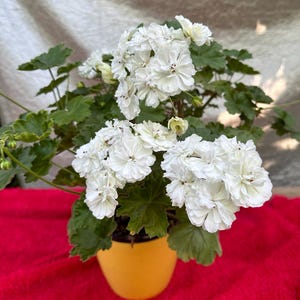 Op de afbeelding: Een geranium in pot met trossen witte bloemen en groene bladeren. De plant staat in een gele pot tegen een rode achtergrond. De bloemen hebben een gelaagd bloemblaadjesontwerp.