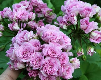Yu. Merlezon 2 Pelargonium | Rotad stickling | Sällsynt lavendelrosa pelargonium | Hybrid Zonartic | Levande pelargonväxt | Samlarvariant