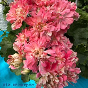 Puede incluir: Primer plano de un grupo de vibrantes flores de geranio rosa con pétalos rizados. Las flores tienen una mezcla de tonos rosa claro y oscuro, con algunos acentos blanco crema. El texto "ЛіА Мілагрос" es visible en la parte inferior.