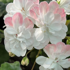 Puede incluir: Primer plano de flores de geranio blancas y rosas. Los pétalos son blancos con bordes rosas, creando una apariencia suave y delicada. Las flores están agrupadas, mostrando sus pétalos en capas y detalles intrincados. La imagen captura la belleza de las flores.