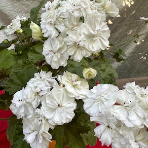 May include: A close-up of a potted geranium plant with large, ruffled white flowers. The flowers have a delicate, layered appearance with hints of pink in the center. The plant has green, textured leaves and is set against a red background.