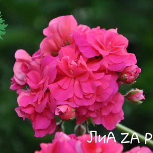 May include: A cluster of vibrant hot pink geranium flowers with multiple layered petals. The text "ЛиА" appears in a green leaf-shaped logo in the upper left corner, and the text "ЛиА ZA Ромео" is printed in white in the lower right corner.