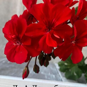 Pode incluir: Um cacho de flores de gerânio vermelho vibrante com pétalas de cinco lóbulos e vários botões fechados. O texto "ЛиА Леди босс" está impresso em preto na parte inferior da imagem, sobre uma superfície de madeira horizontal clara.